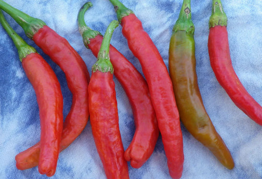 Fresh red and ripening green chili peppers on blue fabric. Spicy cooking ingredients, garden produce.