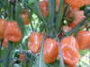 Orange habanero peppers ripening on a vibrant green plant.