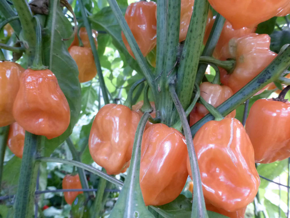 Orange habanero peppers ripening on a vibrant green plant.