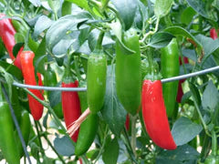 Vibrant red cayenne and green jalapeño chili peppers growing on a plant with lush green leaves in a garden.