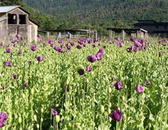 Field of purple opium poppies, old barns, and green mountains.