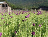 Field of purple opium poppies, old barns, and green mountains.