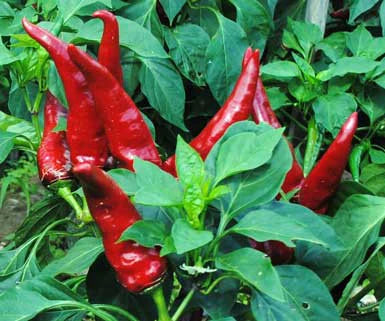 Bright red chili peppers ripening on a lush green plant. Fresh, spicy peppers for cooking and gardening.