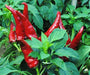 Bright red chili peppers ripening on a lush green plant. Fresh, spicy peppers for cooking and gardening.