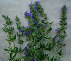 Green hyssop plant stalks with spiky purple flowers and narrow leaves. Popular medicinal and culinary herb.
