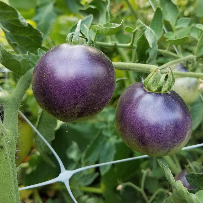 Two dark purple tomatoes ripening on the vine, surrounded by green leaves and a white garden trellis.