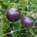 Two dark purple tomatoes ripening on the vine, surrounded by green leaves and a white garden trellis.