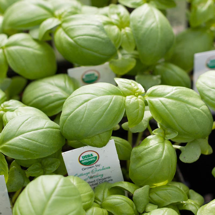 Vibrant green organic basil plants with USDA Organic tags. Fresh herbs from Cottage Gardens Nursery.