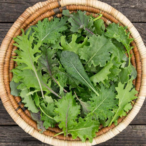 Vibrant mixed greens, kale, arugula, and mustard in a natural woven basket. Fresh healthy salad vegetables.