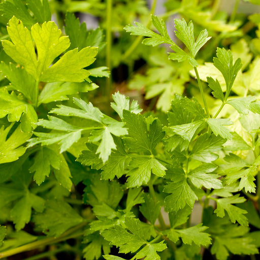 Lush green flat-leaf parsley growing, a fresh culinary herb for cooking and garnishing.