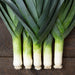 Five fresh leeks with vibrant green leaves and crisp white stalks on a rustic wooden surface.
