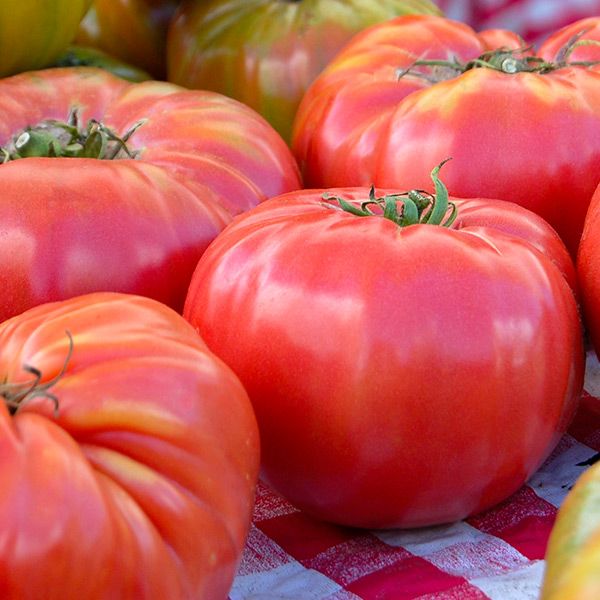Red heirloom tomatoes with green stems on a red and white checkered cloth. Fresh, ripe farmers market produce.