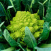 Fresh green Romanesco broccoli with a distinctive fractal pattern and healthy florets amidst large leaves.
