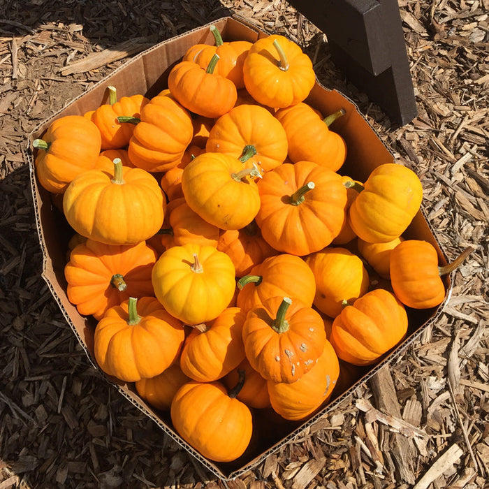 Vibrant orange and yellow mini pumpkins in a box on wood chips. Fall harvest, autumn decor.