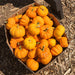 Vibrant orange and yellow mini pumpkins in a box on wood chips. Fall harvest, autumn decor.