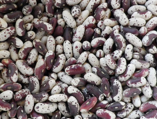 Speckled borlotti beans. White with reddish-brown spots, a popular legume for cooking and healthy meals.