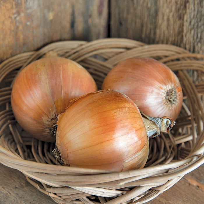 Three fresh golden yellow onions in a rustic wicker basket. Perfect for cooking, healthy recipes.