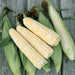 Fresh bicolor sweet corn cobs with green husks on a rustic wooden surface. Yellow and white kernels.
