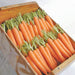 Fresh orange carrots with green tops in a wooden crate labeled 'SEASONAL SALADS'.