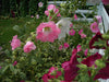 Pink, white, and deep red hollyhocks in a lush summer garden. Tall flowering plants for landscapes.