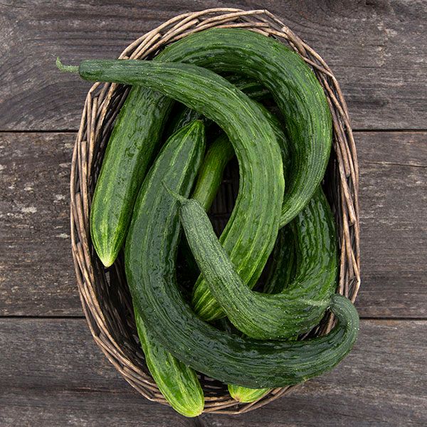 Wicker basket of fresh, long, green cucumbers with striped skin on a rustic wooden background. Garden harvest produce.
