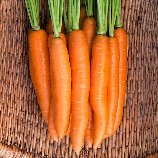 Bunch of fresh organic carrots with vibrant green tops in a woven wicker basket.
