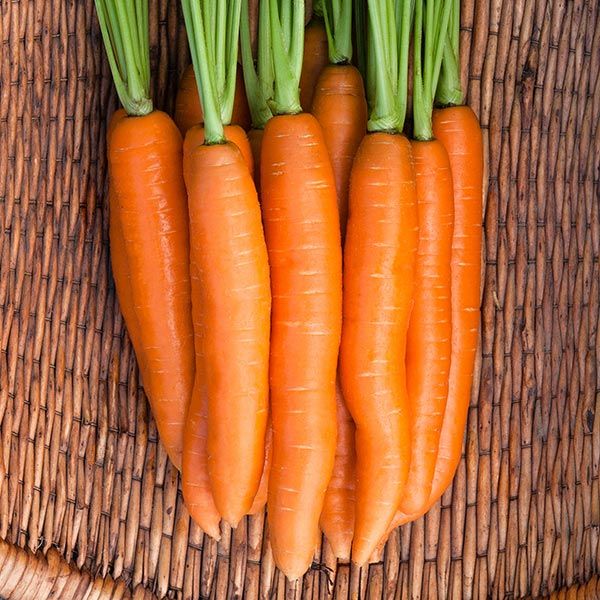 Bunch of fresh organic carrots with vibrant green tops in a woven wicker basket.
