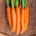 Bunch of fresh organic carrots with vibrant green tops in a woven wicker basket.