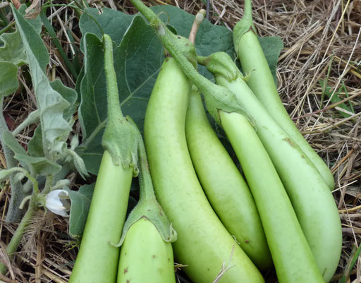 Fresh long green eggplants (brinjal) on straw with leaves and a white flower.