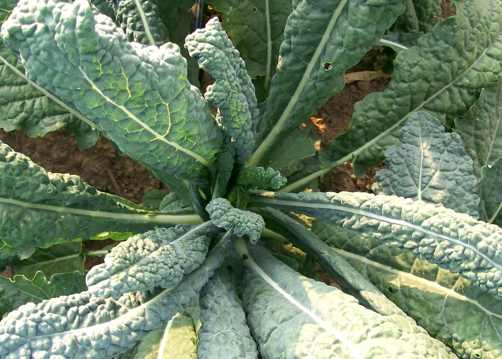 Vibrant dark green Lacinato kale plant with textured, bumpy leaves growing in a garden. Organic Tuscan kale vegetable.
