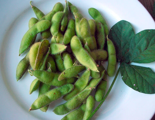 Fresh green edamame pods and soybean leaves on a white plate. Healthy plant-based, high-protein snack.