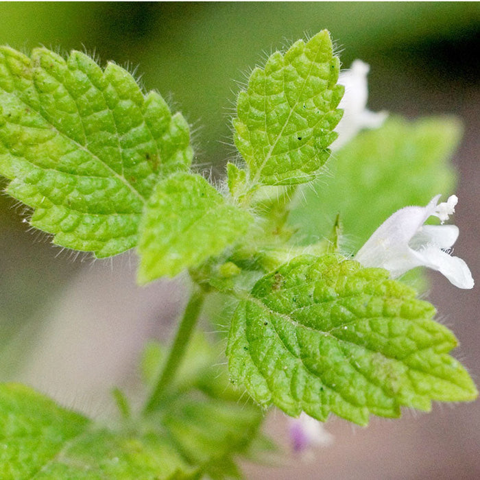Close-up of fuzzy green catnip leaves with serrated edges and small white flowers blooming.