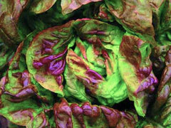Vibrant burgundy and green lettuce. Fresh organic salad greens, healthy produce.
