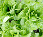 Crisp, vibrant green lettuce plants. Fresh organic garden leafy greens for healthy salads.