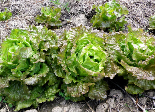 Fresh green and red leaf lettuce plants growing in a garden bed with soil and straw mulch.
