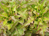 Vibrant red oak leaf lettuce, fresh organic greens for healthy salads.