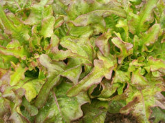 Vibrant red oak leaf lettuce, fresh organic greens for healthy salads.