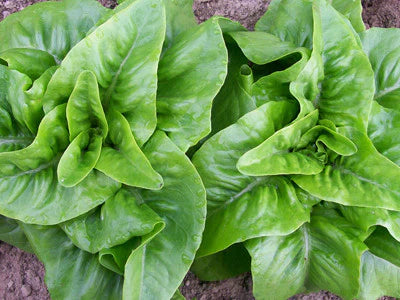 Two vibrant green lettuce plants growing in soil. Fresh, healthy organic salad greens.