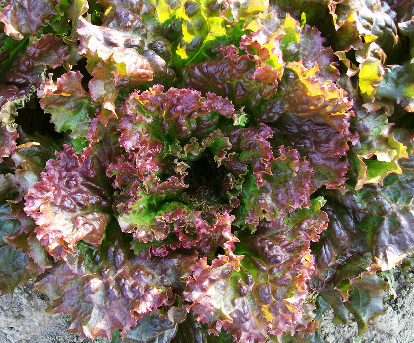Vibrant red leaf lettuce head with curly green and burgundy leaves in a garden.