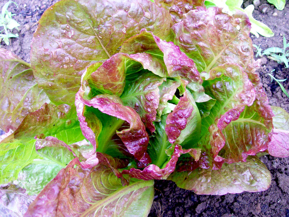 Fresh red leaf lettuce head with vibrant green and purple leaves, covered in dew drops, growing in garden soil.
