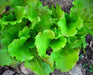 Vibrant green red leaf lettuce plant growing in rich garden soil.