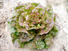 Red and green speckled lettuce head growing in a garden bed. Fresh organic vegetable for healthy salads.