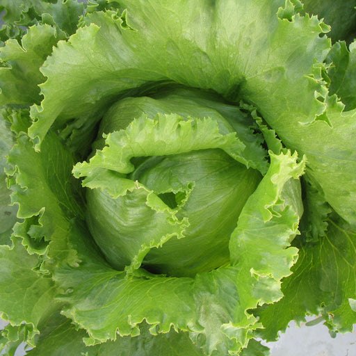 Fresh, crisp green iceberg lettuce head. Healthy salad vegetable, farm produce.
