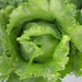 Fresh, crisp green iceberg lettuce head. Healthy salad vegetable, farm produce.