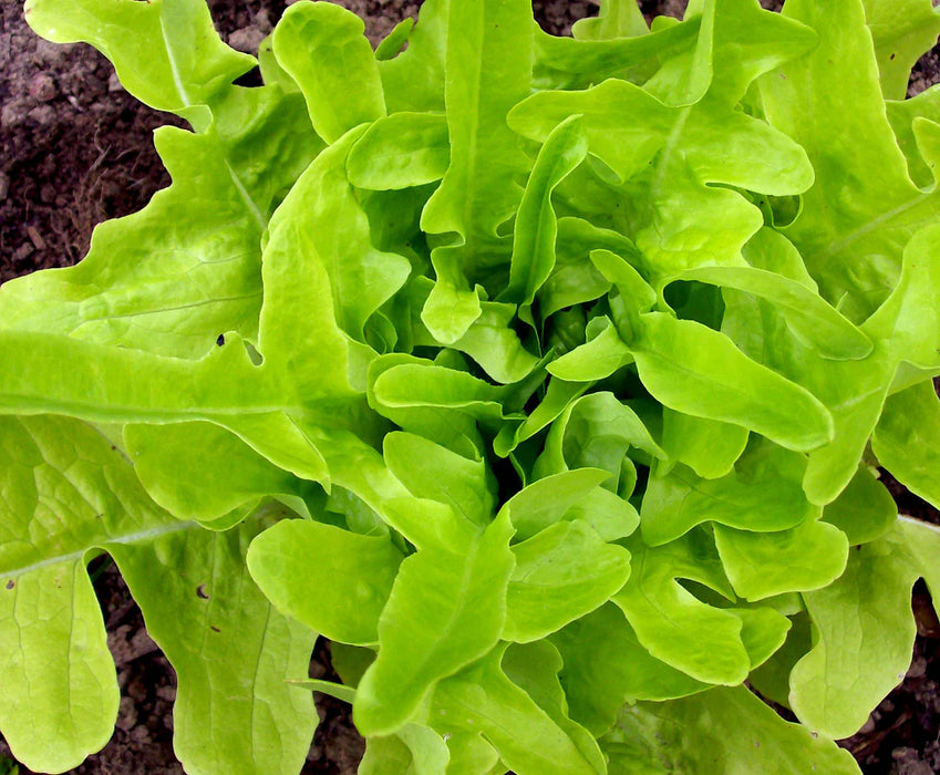 Vibrant green lettuce plant with fresh, crisp leaves growing in rich garden soil. Healthy organic produce.