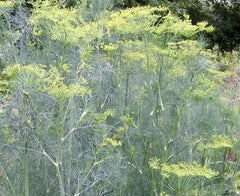 Dill herb plant with feathery green leaves and yellow flowers blooming.