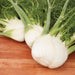 Fresh, crisp fennel bulbs with green fronds on wood. Aromatic vegetable for healthy cooking, salads & recipes.