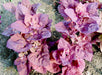 Deep purple-red spinach plants (Amaranth) with broad leaves and small flowers thriving in garden soil.