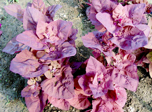 Deep purple-red spinach plants (Amaranth) with broad leaves and small flowers thriving in garden soil.