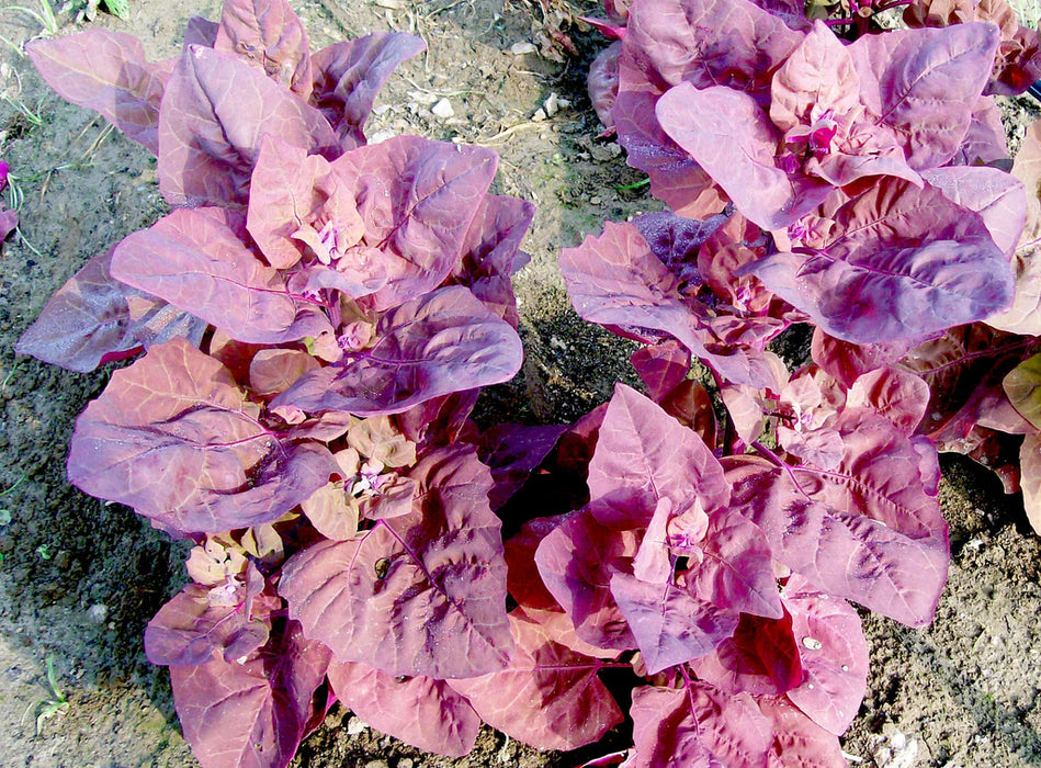 Deep purple-red spinach plants (Amaranth) with broad leaves and small flowers thriving in garden soil.